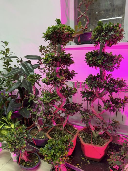 Комнатные растения