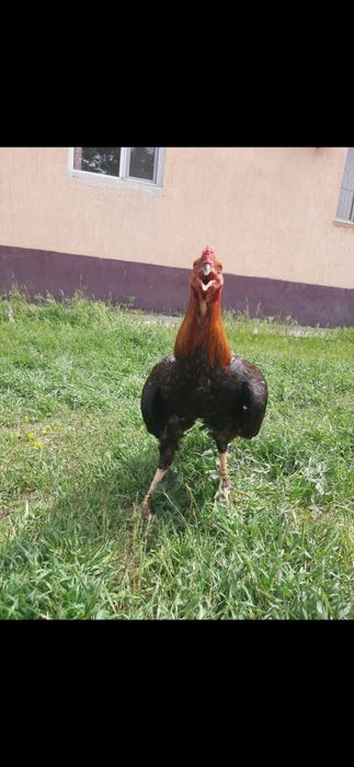 Кораз дакан сатлады