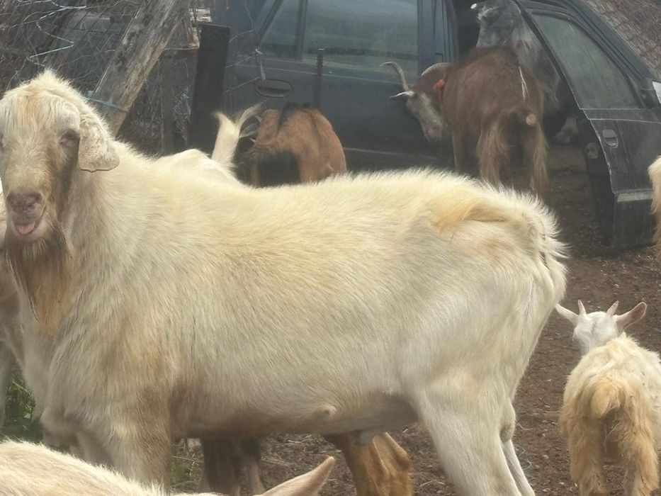 vând țap de rasa tânăr.