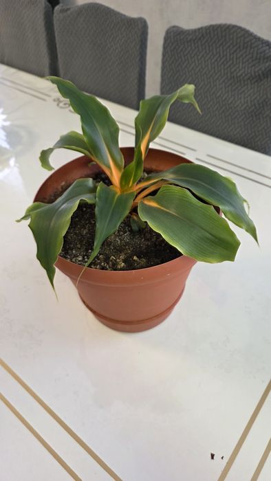 Продам комнатные цветы