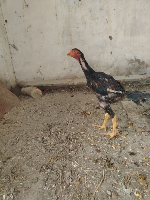 Dakan jo'ja sotiladi