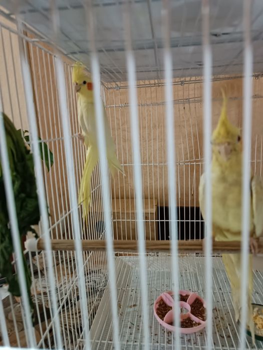 Korella To'tiqushlar