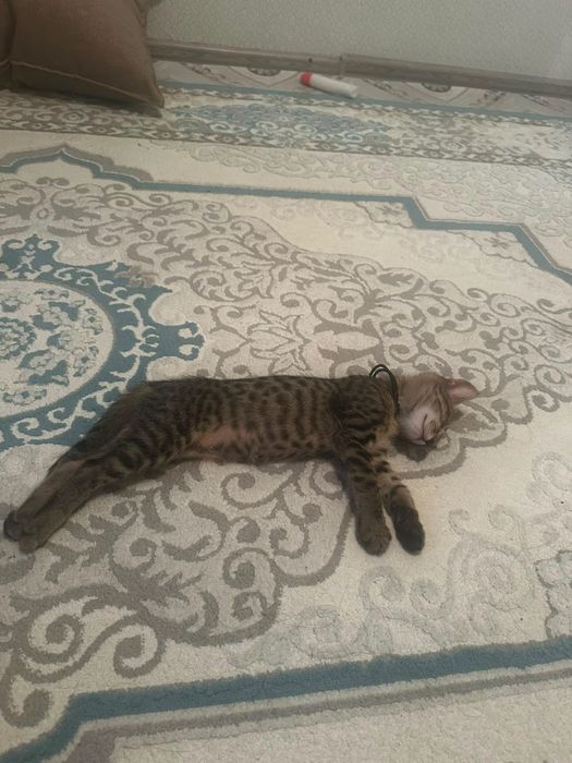 Отдам котенка в хорошие и добрые руки