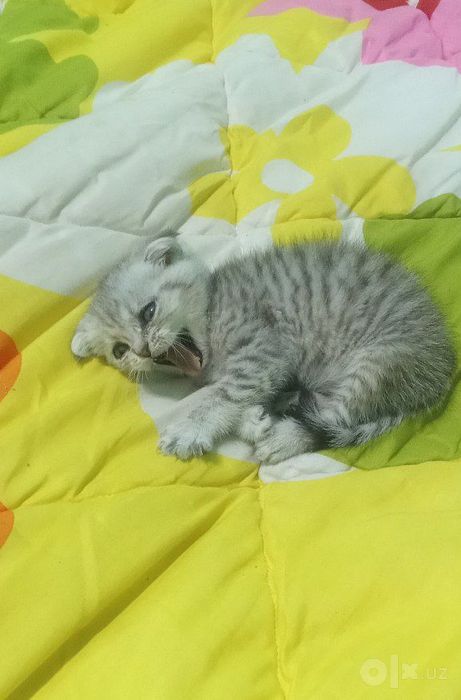 Продаётся котёнок Scottish Fold