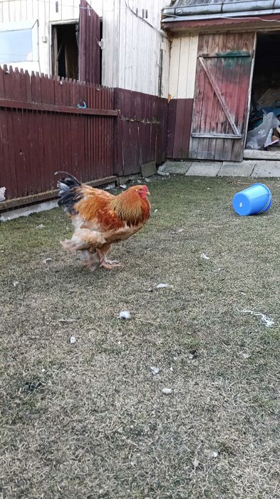 Cocoș brahma  columbia