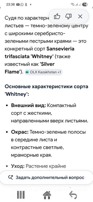 Продам сансивиерию сортов.