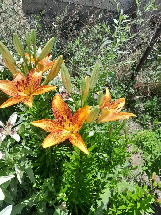 Продам лилии домашние.