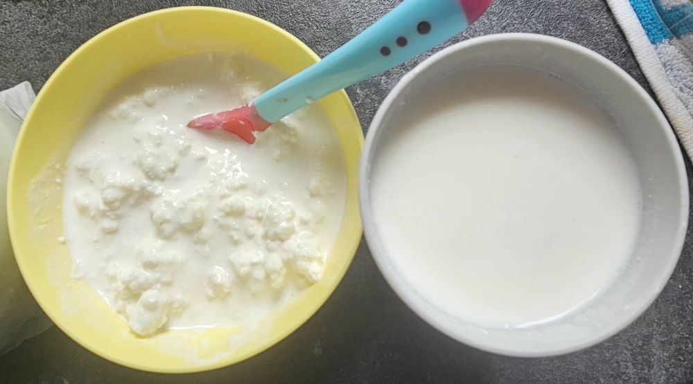 Ciuperca de kefir de lapte