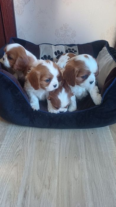 Продавам кавалер кинг чарлз шпаньол