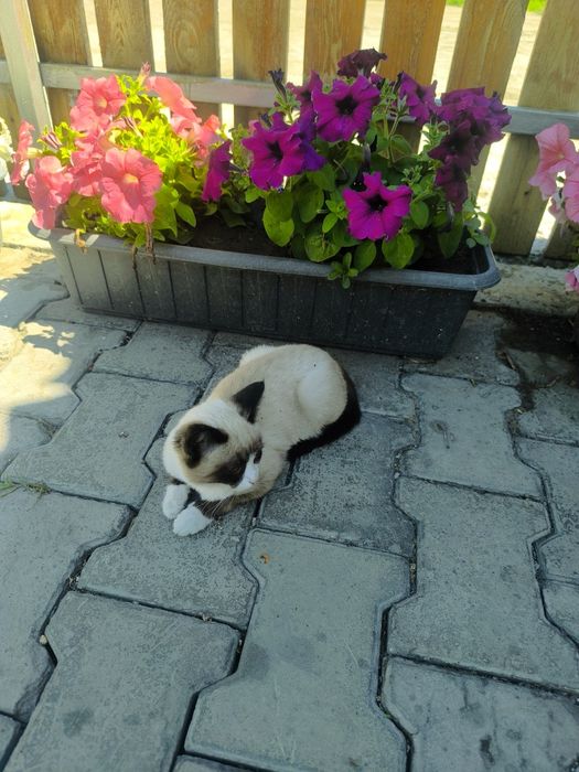 Отдам кошечку в добрые руки