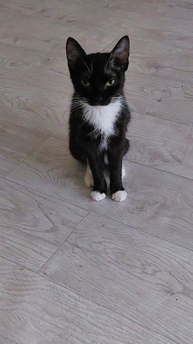 Кошка пропала район Молодёжный