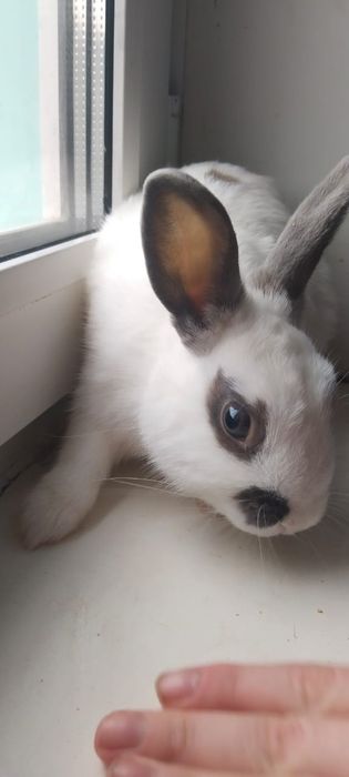 Продам милого кролика