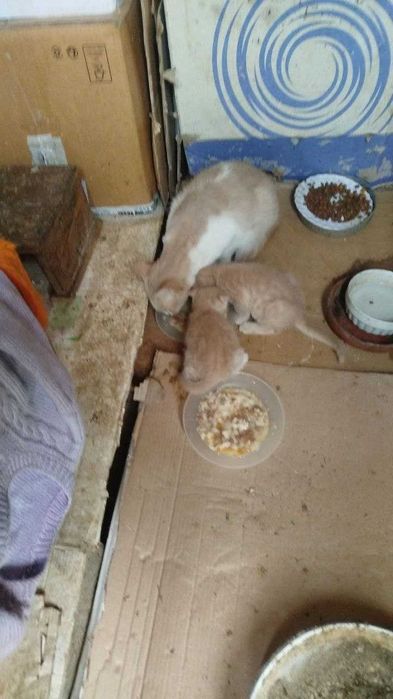 Подарявам 3 мъжки котенца