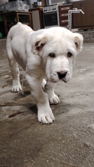 Продаются щенки алабая