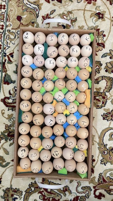 Инкубационные яйца Брама