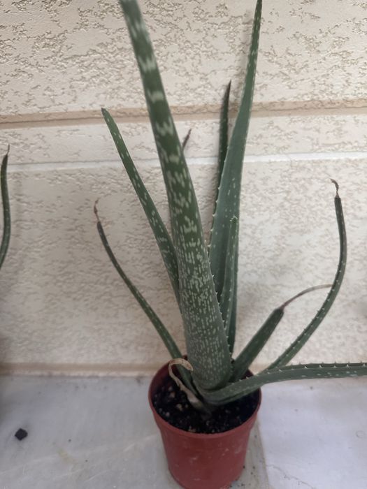 Алоэ для косметических целей