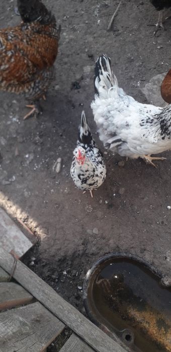 Vand sau schimb cu porumbei