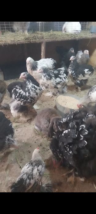 De vânzare gaini tinere brahma și cochinchina uriaș bobat