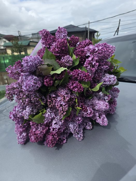 Сирень Букеты Элитная