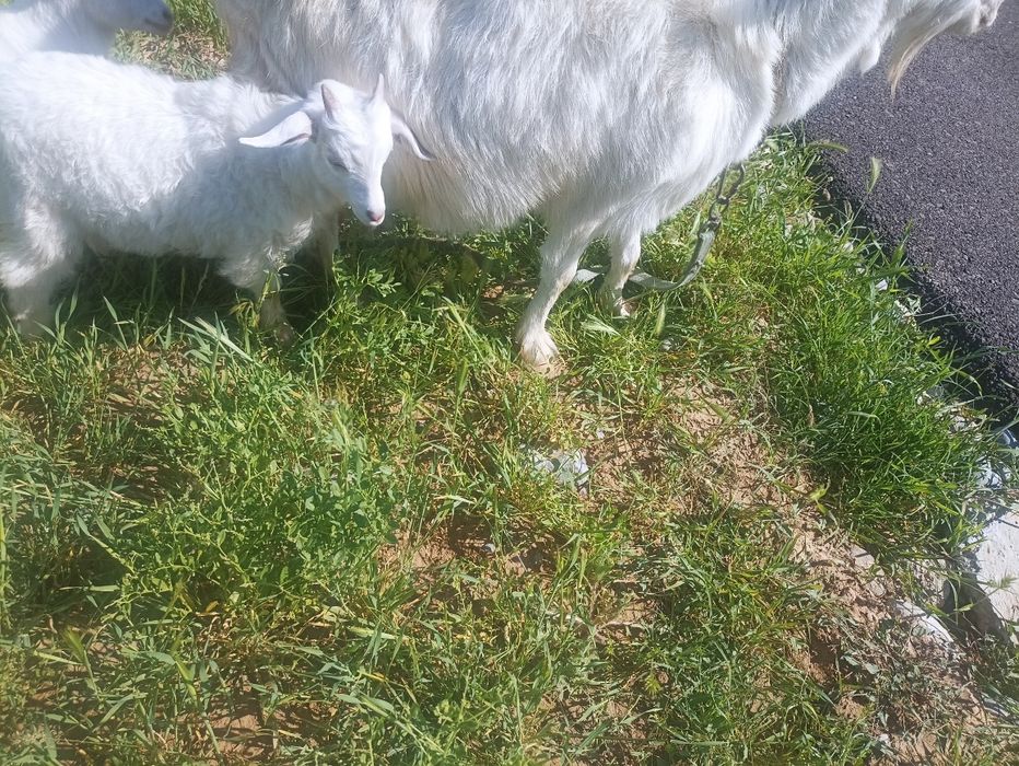 Теке лақ сатылады.1.5 айлық, бағасы 20.000і