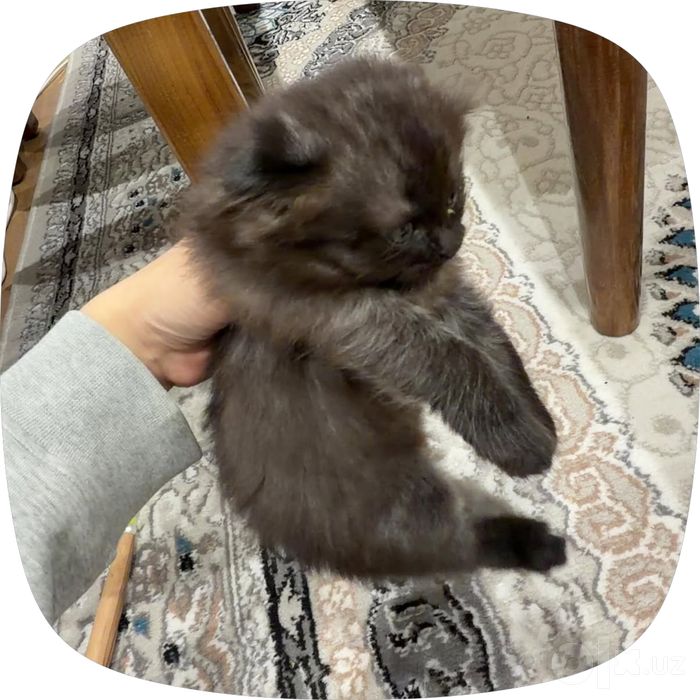 Кошка шотландская вислоухая(scot)
