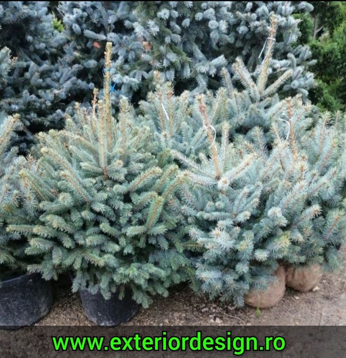 Brazi argintii verzi normandian, plante ornamentale etc