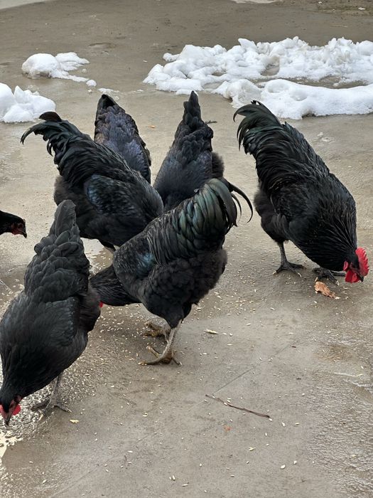 Қора шахзода ҳўрозлари сотилади