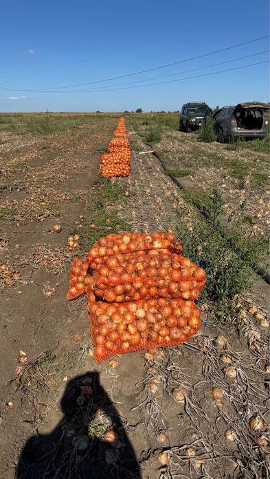 Ceapa toamna recolta noua ambalata la plase 10 kg