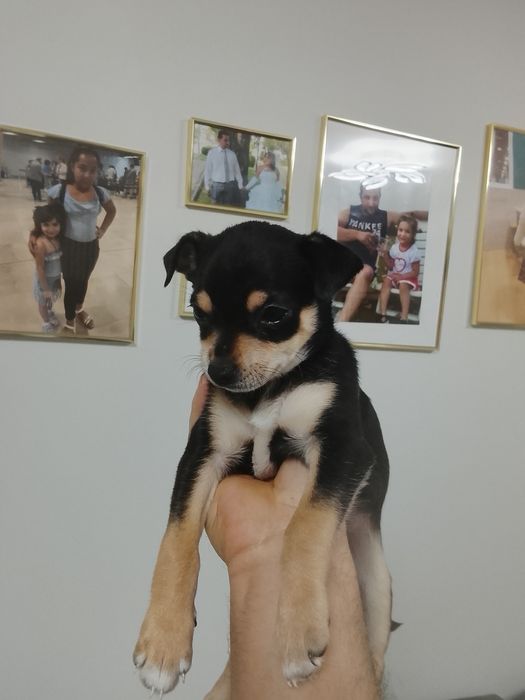 Пинчер на 3 месеца  със ваксина