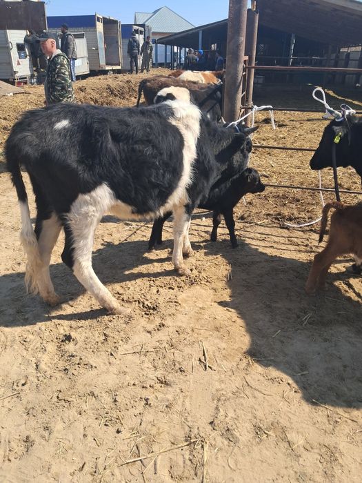 Продам коров с телятами