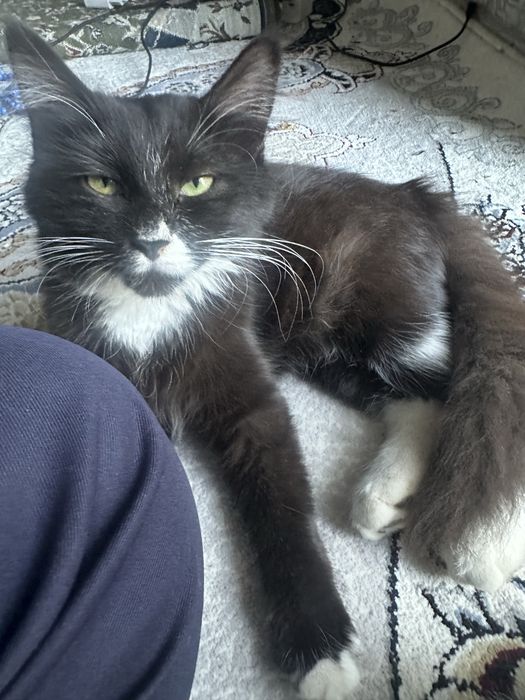 Mushuk bolasi xadyagaa