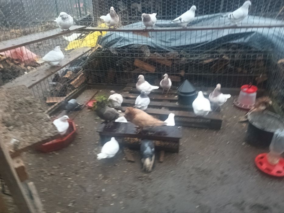 Vând sau schimb.porumbei Uriași Maghiar.linie noua.Rotatii indienii