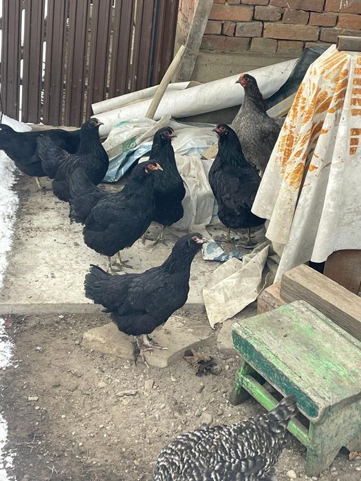 Vând cocoși și găini rasa araucana