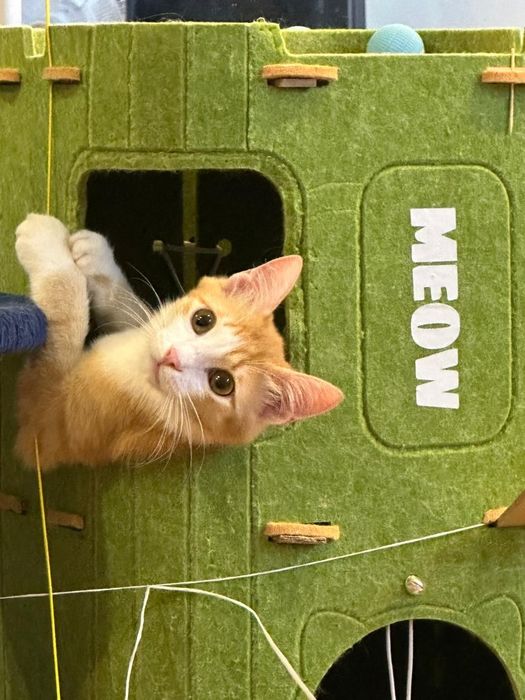 Котик подросток в добрые руки