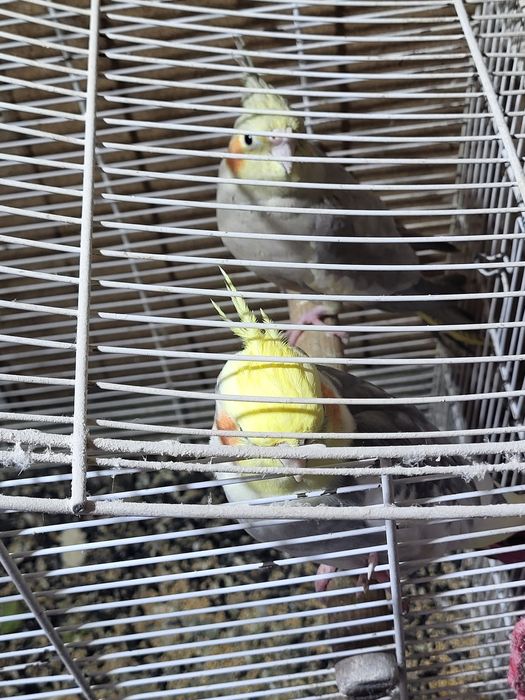 Vand pereche de nimfe