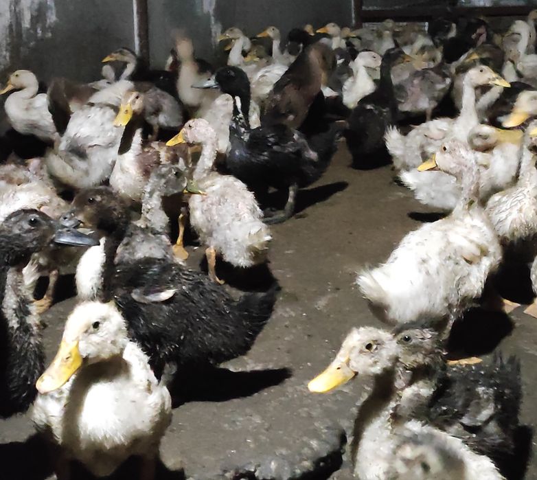 Продам утят башкирская порода