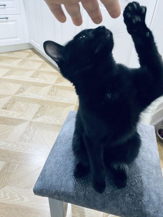 Котенок потерялся