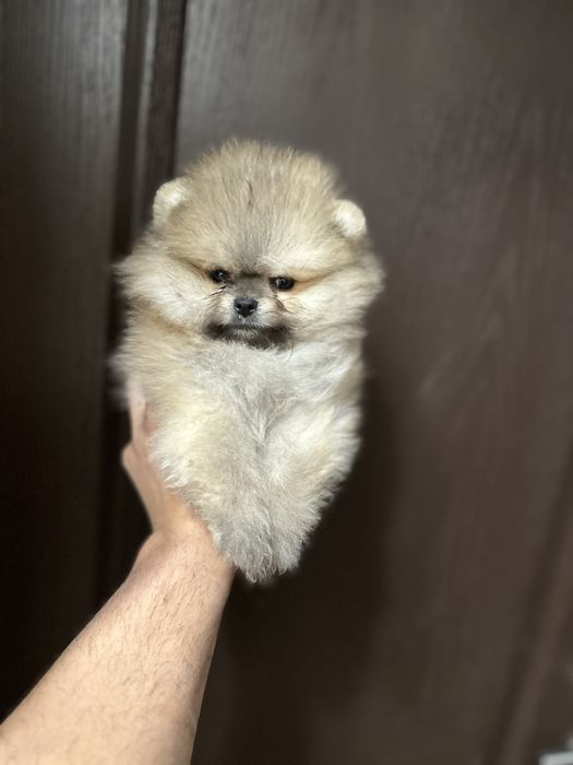 Мини Померан.
