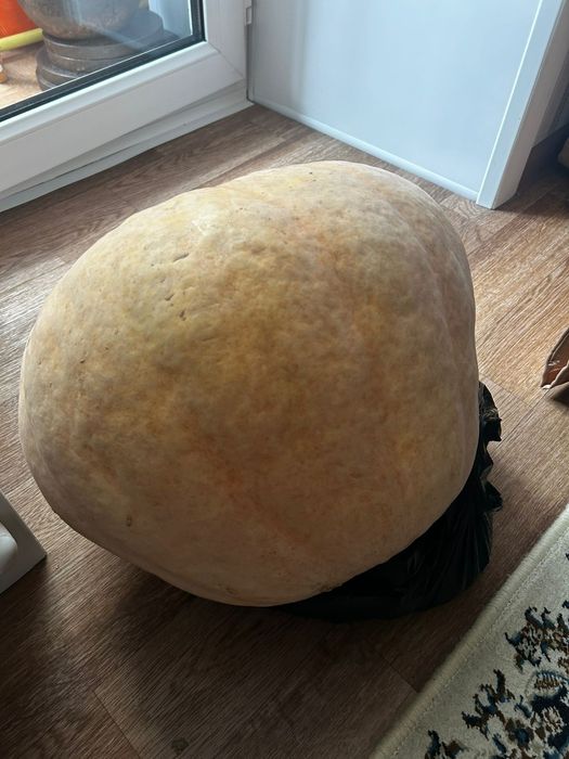 Большая  свежая тыква
