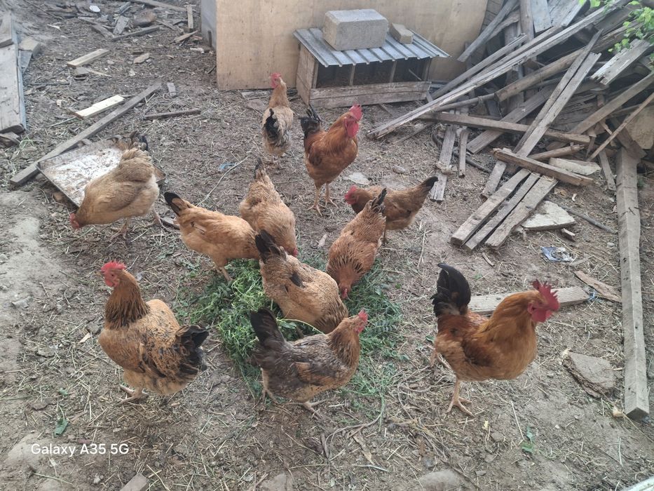 Кучин юбилейный сатылады