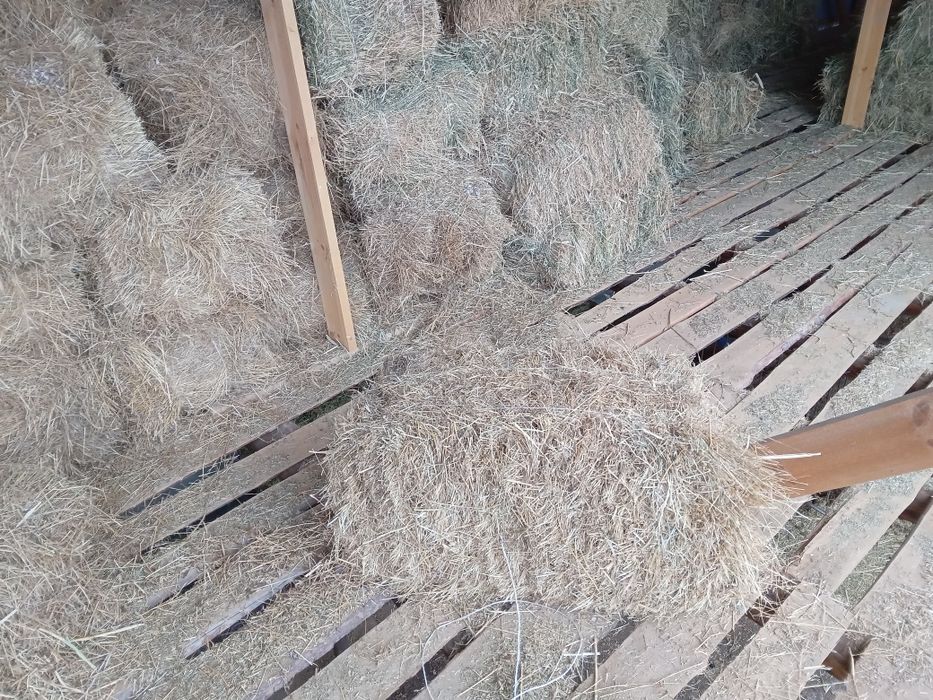 Шөп сатылады  доставкасымен