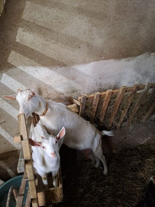 Capra și iada sanen