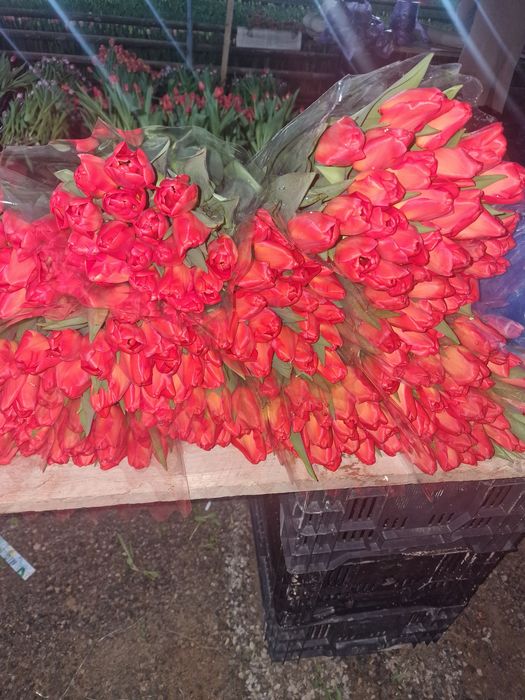 Тюльпаны крупные оптом