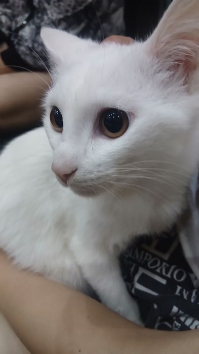 Turk angorasi sotiladi