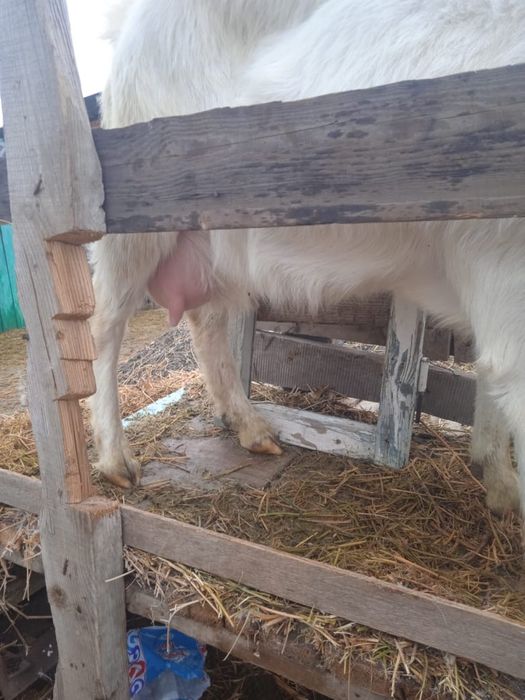 Продается коза с козленком, молочная