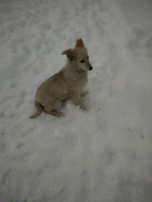 Щенок срочнооооо