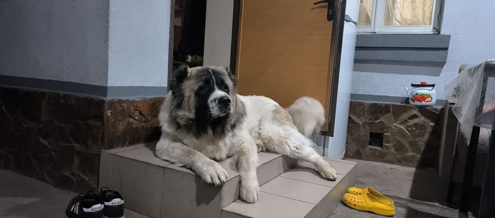 Красавчик на вязку