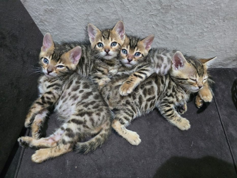 Бенгальские котята
