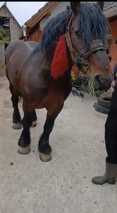 Vand sau schimb  harmasar de 8 ani