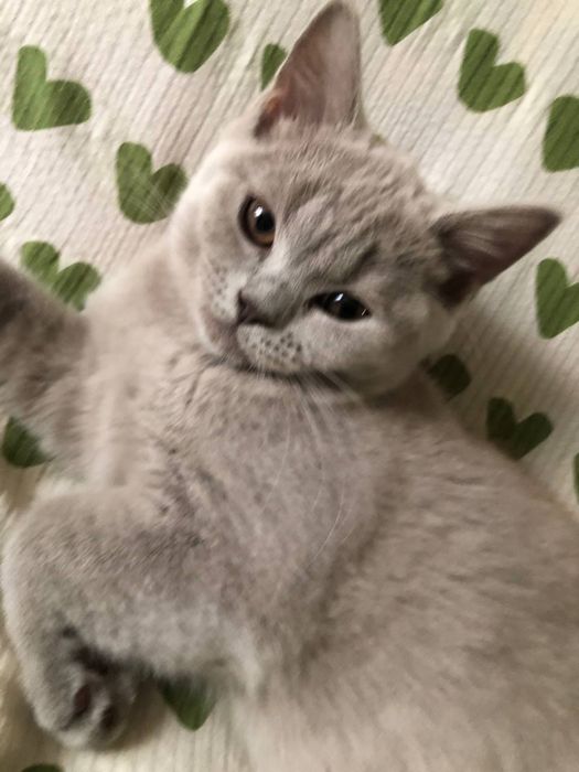 Британские котята